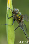 Smaragdlibel (Cordulia aenea)