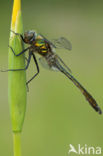 Downy Emerald (Cordulia aenea)