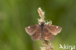 Spiegeldikkopje (Heteropterus morpheus) 