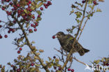 Spreeuw (Sturnus vulgaris)