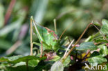 sprinkhaan (Oedipoda sp.)