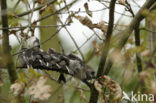 Long-tailed Tit (Aegithalos caudatus)