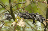 Long-tailed Tit (Aegithalos caudatus)