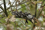 Long-tailed Tit (Aegithalos caudatus)