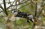 Long-tailed Tit (Aegithalos caudatus)