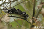 Long-tailed Tit (Aegithalos caudatus)