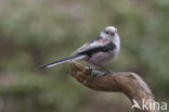 Long-tailed Tit (Aegithalos caudatus)