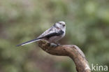 Long-tailed Tit (Aegithalos caudatus)