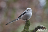 Long-tailed Tit (Aegithalos caudatus)