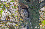 Little Owl (Athene noctua)