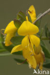 Stekelbrem (Genista anglica) 