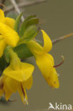 Stekelbrem (Genista anglica) 