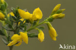 Stekelbrem (Genista anglica) 