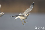 Mew Gull (Larus canus)