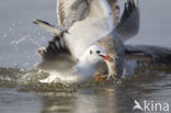 Stormmeeuw (Larus canus)