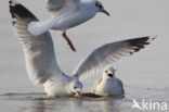 Mew Gull (Larus canus)