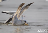 Stormmeeuw (Larus canus)