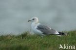 Mew Gull (Larus canus)