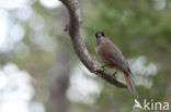 Siberian Jay (Perisoreus infaustus)