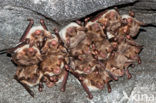 Vale vleermuis (Myotis myotis) 