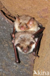 Vale vleermuis (Myotis myotis) 