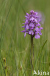 Dactylorhiza majalis subsp. sphagnicola