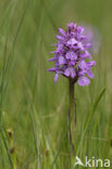 Veenorchis (Dactylorhiza majalis subsp. sphagnicola)