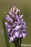 Dactylorhiza majalis subsp. sphagnicola