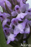 Veenorchis (Dactylorhiza majalis subsp. sphagnicola)