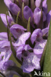 Veenorchis (Dactylorhiza majalis subsp. sphagnicola)