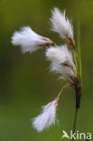 Common Cottongrass (Eriophorum angustifolium)