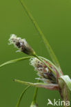 Veenpluis (Eriophorum angustifolium)