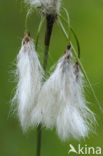 Common Cottongrass (Eriophorum angustifolium)