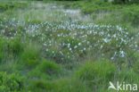 Veenpluis (Eriophorum angustifolium)