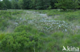 Veenpluis (Eriophorum angustifolium)