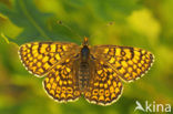 Veldparelmoervlinder (Melitaea cinxia) 