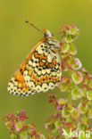 Veldparelmoervlinder (Melitaea cinxia) 