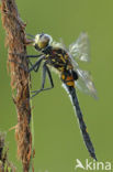 White-faced Darter (Leucorrhinia dubia)