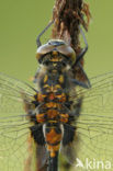 White-faced Darter (Leucorrhinia dubia)