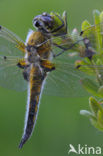 Viervlek (Libellula quadrimaculata)