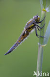 Viervlek (Libellula quadrimaculata)