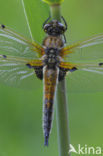 Viervlek (Libellula quadrimaculata)