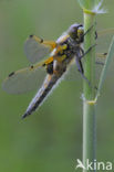 Viervlek (Libellula quadrimaculata)