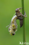 Four-spotted Chaser (Libellula quadrimaculata)