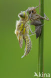 Four-spotted Chaser (Libellula quadrimaculata)