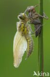 Viervlek (Libellula quadrimaculata)