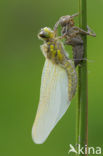 Viervlek (Libellula quadrimaculata)