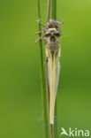 Viervlek (Libellula quadrimaculata)