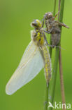 Four-spotted Chaser (Libellula quadrimaculata)