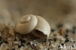 European stream valvata (Valvata piscinalis)